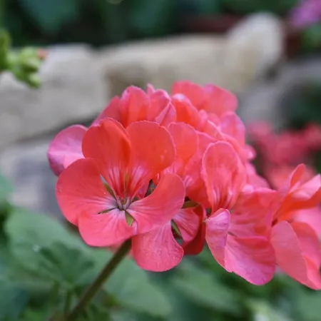 Bed & Breakfast Kerkent Agrigento