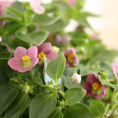 Kerkent Bed & Breakfast 3*