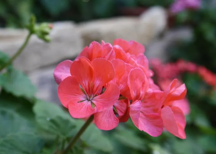 Bed & Breakfast Kerkent Agrigento