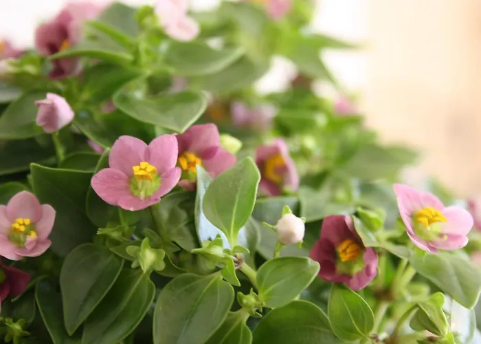 Kerkent Alojamento de Acomodação e Pequeno-almoço 3*